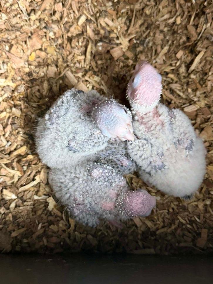 Pyrrhura Molinae (bébé), Animaux & Accessoires, Oiseaux | Perruches & Perroquets, Perroquet nain ou Inséparable, Sexe inconnu