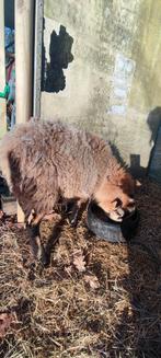 Kameroen ooi, Dieren en Toebehoren, Vrouwelijk, Schaap, 0 tot 2 jaar