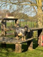 Geit Bok, Mannelijk, Geit, 3 tot 5 jaar