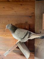 Pigeon Takla, Animaux & Accessoires