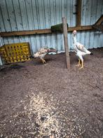 Taiwanese shamo hennen te koop nog 3 stuks