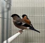 Koppel Europese goudvinken (kleine), Plusieurs animaux, Oiseau chanteur sauvage, Bagué