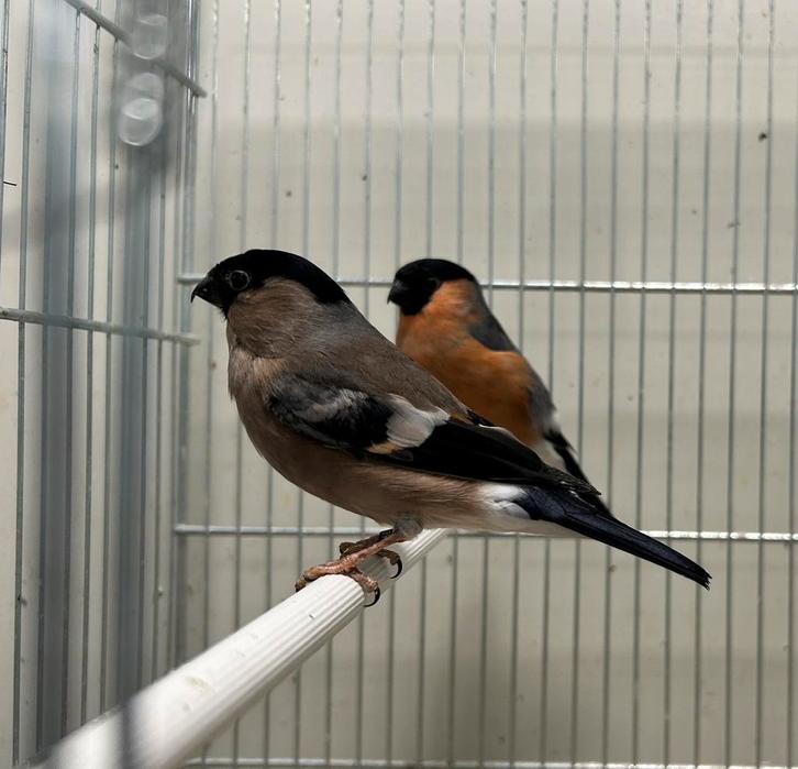 Koppel Europese goudvinken (kleine), Animaux & Accessoires, Oiseaux | Oiseaux Autre, Oiseau chanteur sauvage, Plusieurs animaux