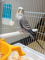 Un perruche mâle avec une belle cage., Animaux & Accessoires, Mâle, Perruche, Bagué
