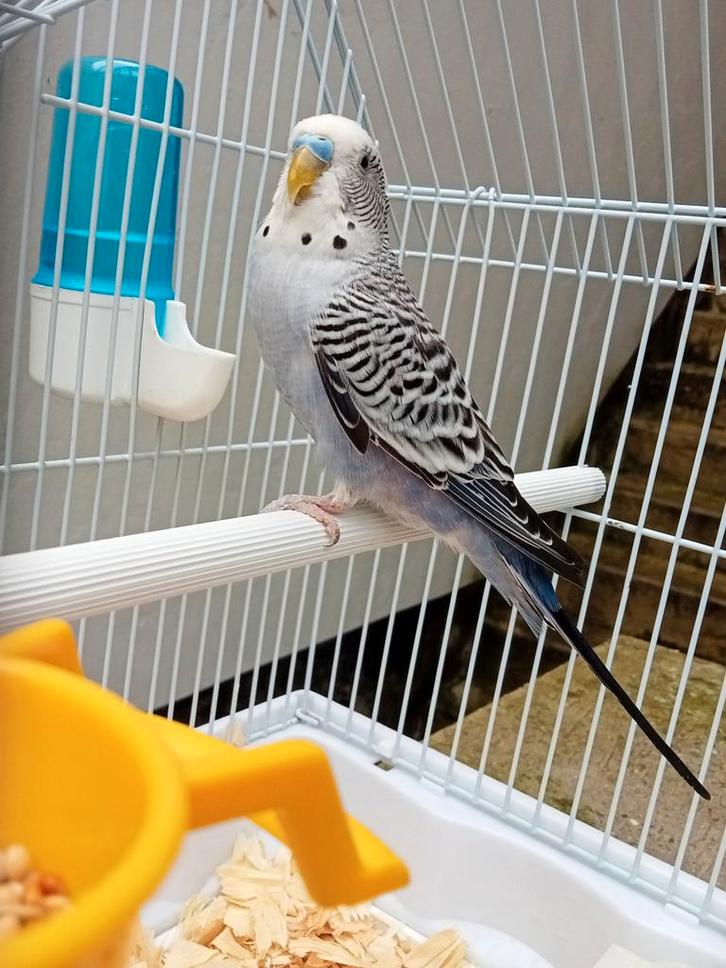 Een mannelijke parkiet met een mooie kooi., Dieren en Toebehoren, Vogels | Parkieten en Papegaaien, Parkiet, Mannelijk, Geringd