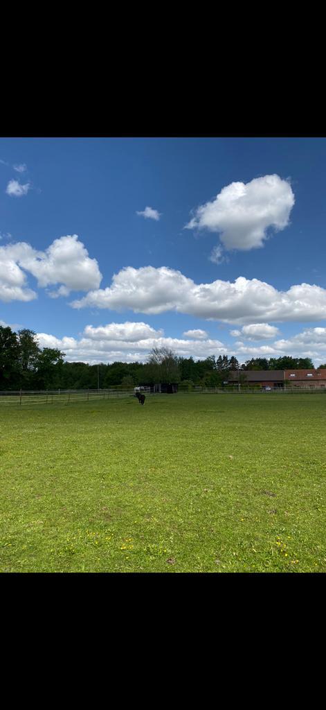 Weide met staling te huur in zonhoven - Aan de teut, Dieren en Toebehoren, Stalling en Weidegang, Stalling, Weidegang, 1 paard of pony