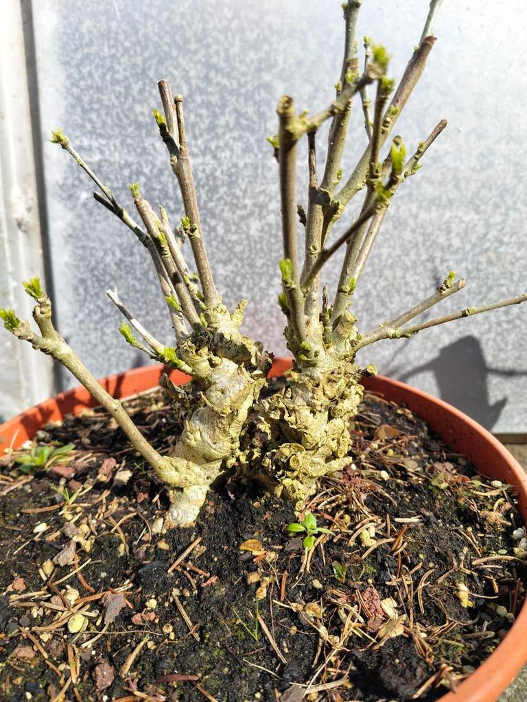 Hibiscus mini oud, Tuin en Terras, Ophalen