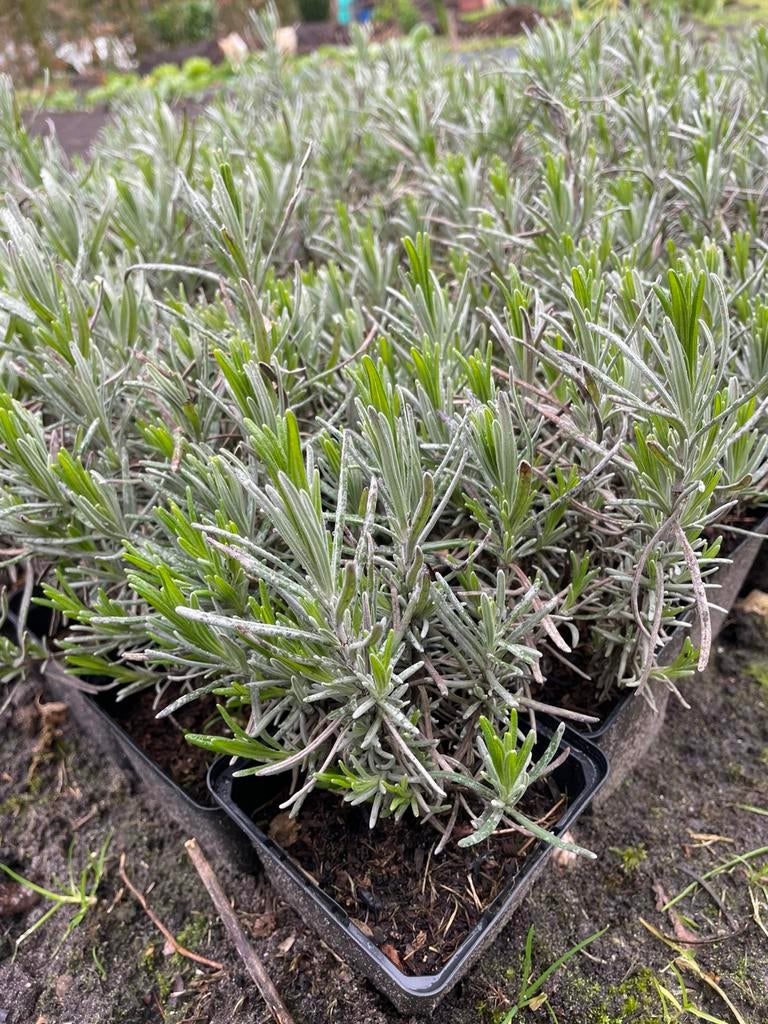 Lavendel, Enlèvement