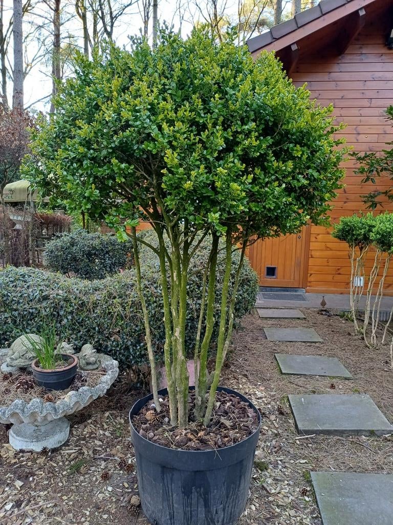 buxus meerstam, Tuin en Terras, Ophalen, In pot