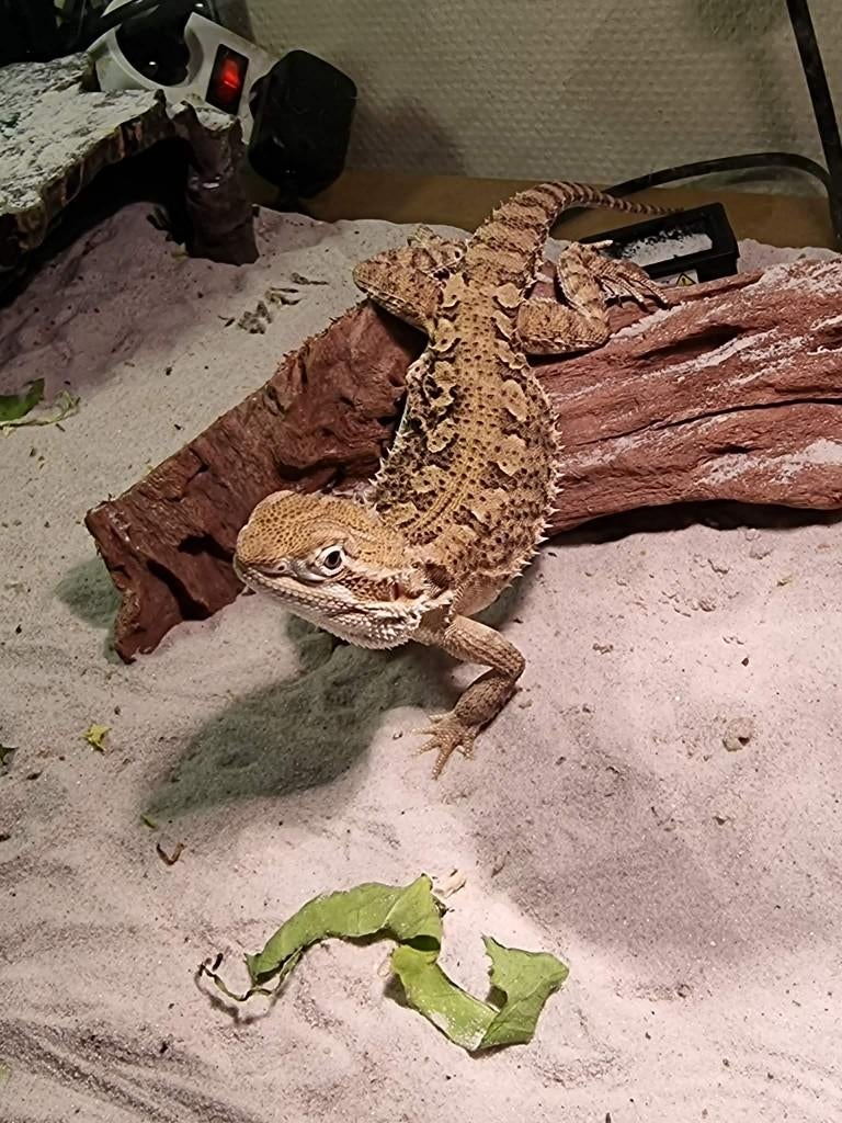 Dwergbaardagamen vermoedelijk koppeltje, Dieren en Toebehoren, Hagedis, Tam, 0 tot 2 jaar