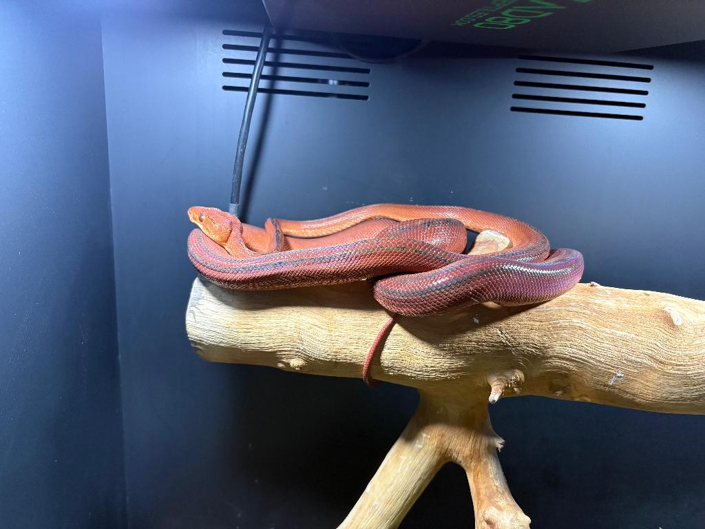 Corallus hortulanus red tiger, Enlèvement, Comme neuf