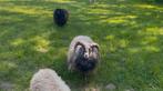 Mooie schimmel ouessant ram zoekt nieuwe kudde, Mannelijk, Schaap, 6 jaar of ouder