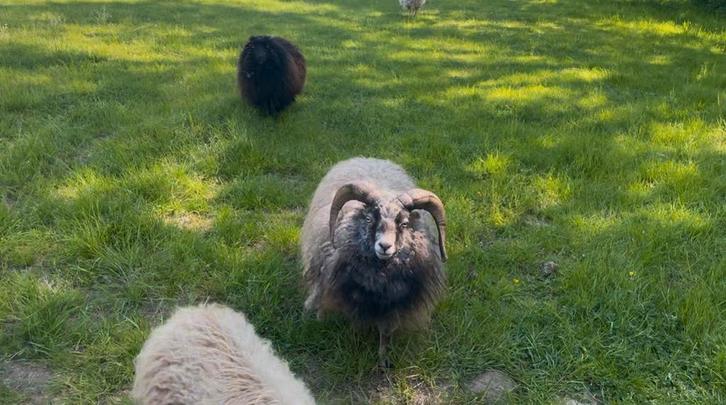 Mooie schimmel ouessant ram zoekt nieuwe kudde, Animaux & Accessoires, Moutons, Chèvres & Cochons, Mouton, Mâle, 6 ans ou plus