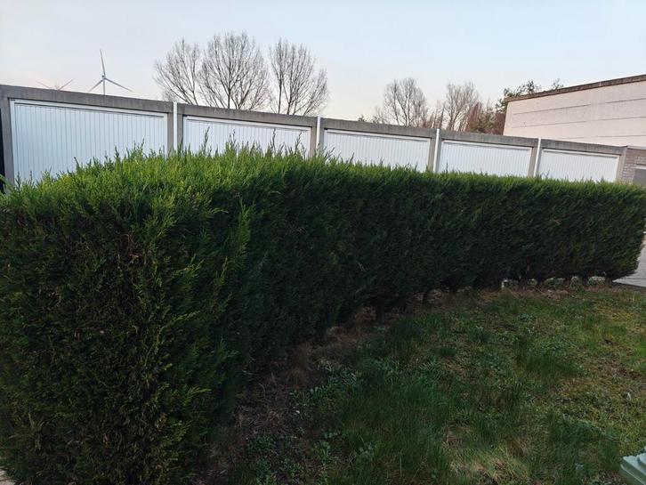 Haag zoekt tuin, Tuin en Terras, Planten | Struiken en Hagen, Haag, Ophalen