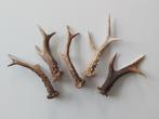 5 mooie reegeweien / ree geweistangen 18- 22 cm, Ophalen of Verzenden, Zo goed als nieuw, Hert, Gewei of Kop