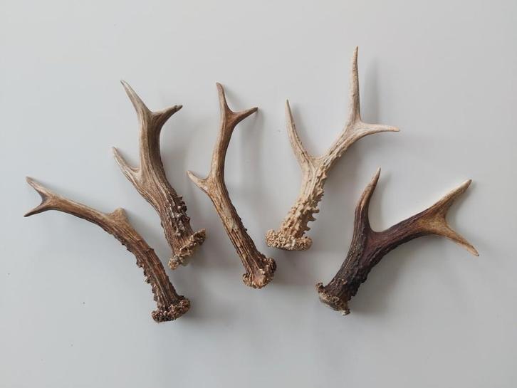 5 mooie reegeweien / ree geweistangen 18- 22 cm, Verzamelen, Dierenverzamelingen, Zo goed als nieuw, Gewei of Kop, Hert, Ophalen of Verzenden