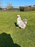 Motted zijdehoen haan