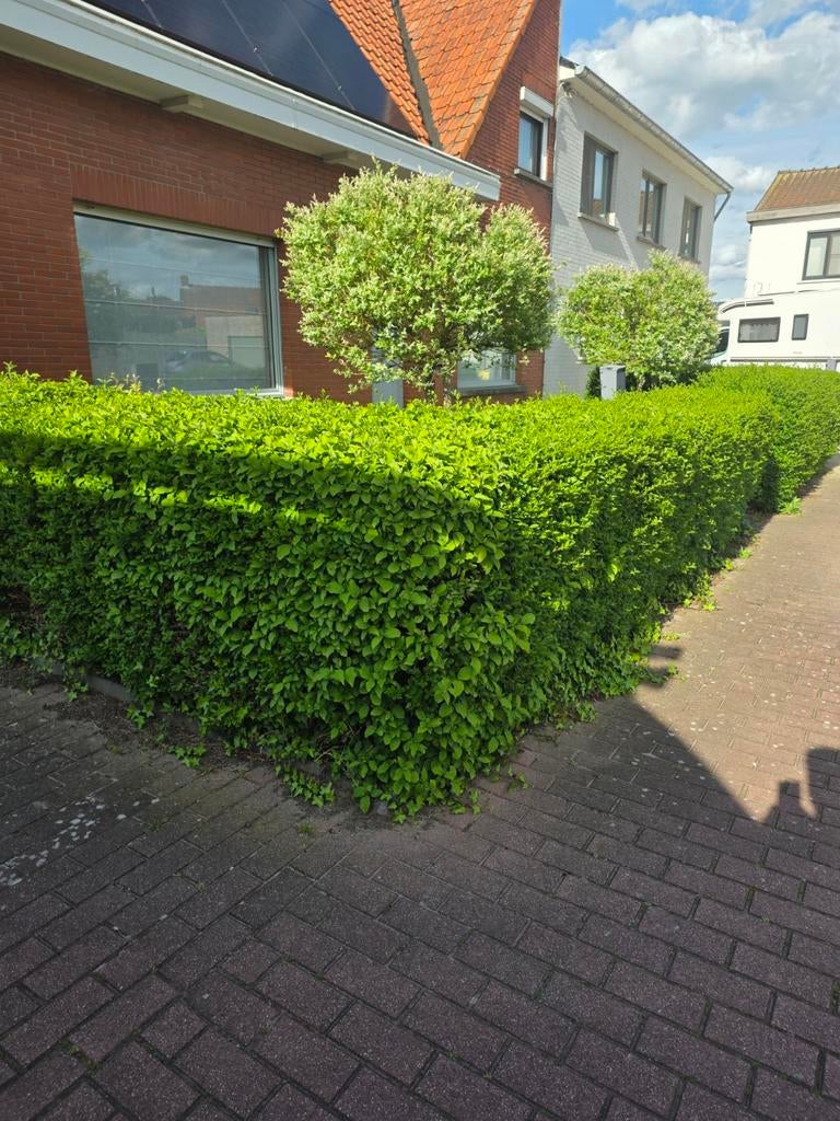 Gratis haag, Enlèvement, Haie