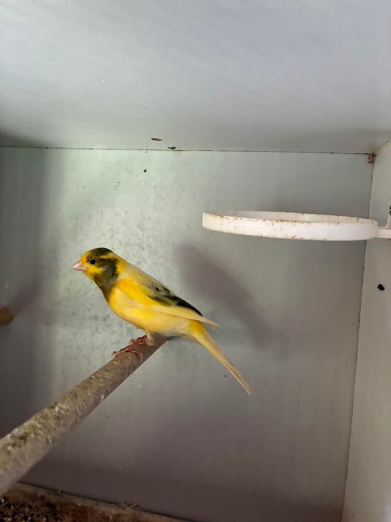 Kanariemans, Dieren en Toebehoren, Mannelijk, Zangkanarie