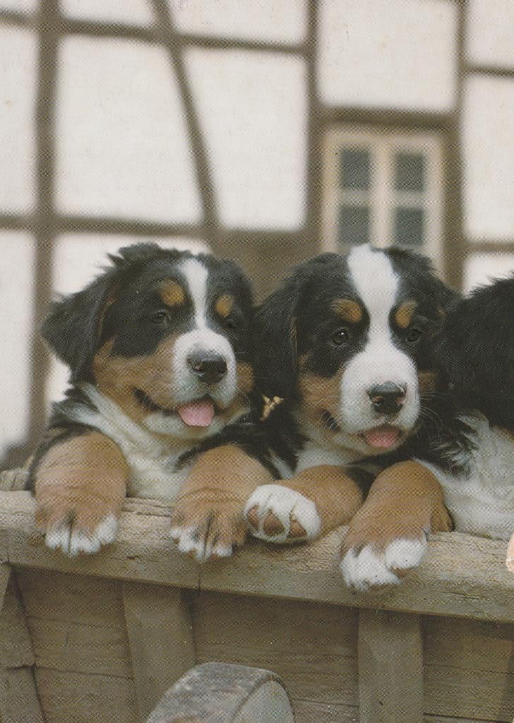 BERNER SENNEN  PUPPY'S, Envoi, Affranchie, Chien ou Chat