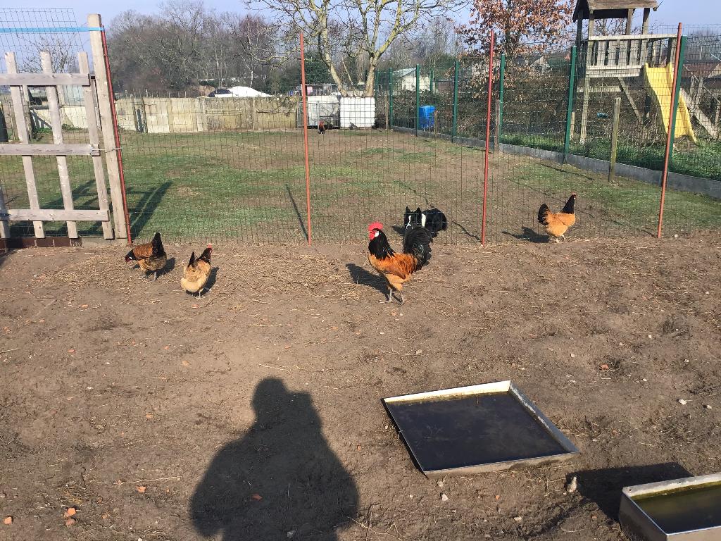 Broedeieren Vorwerk, Dieren en Toebehoren, Geslacht onbekend, Kip