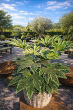 Japanse vingerplant - Fatsia Japonica, Tuin en Terras, Planten | Bomen, Ophalen, Halfschaduw