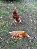 Bruine legkippen, Vrouwelijk, Kip