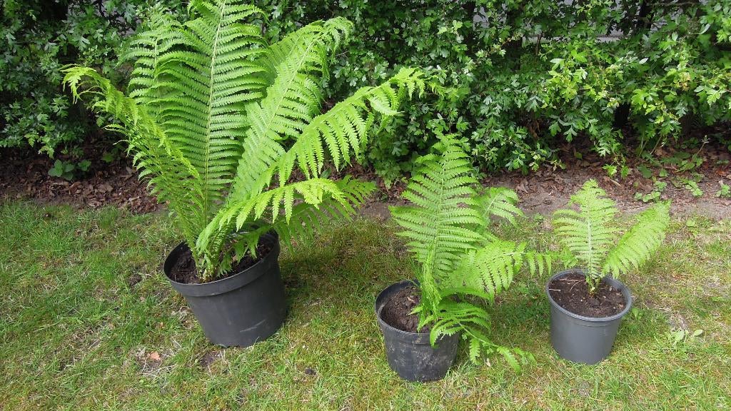 9 bekervarens / Matteuccia struthiopteris, Jardin & Terrasse, Plantes | Jardin, Plante fixe, Fougères, Mi-ombre, Enlèvement