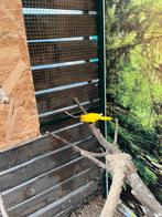 Kakariki - man, Geringd