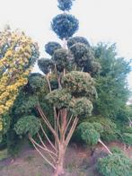 Taxus in kunst vorm . Hogere prijsklasse!, Ophalen of Verzenden