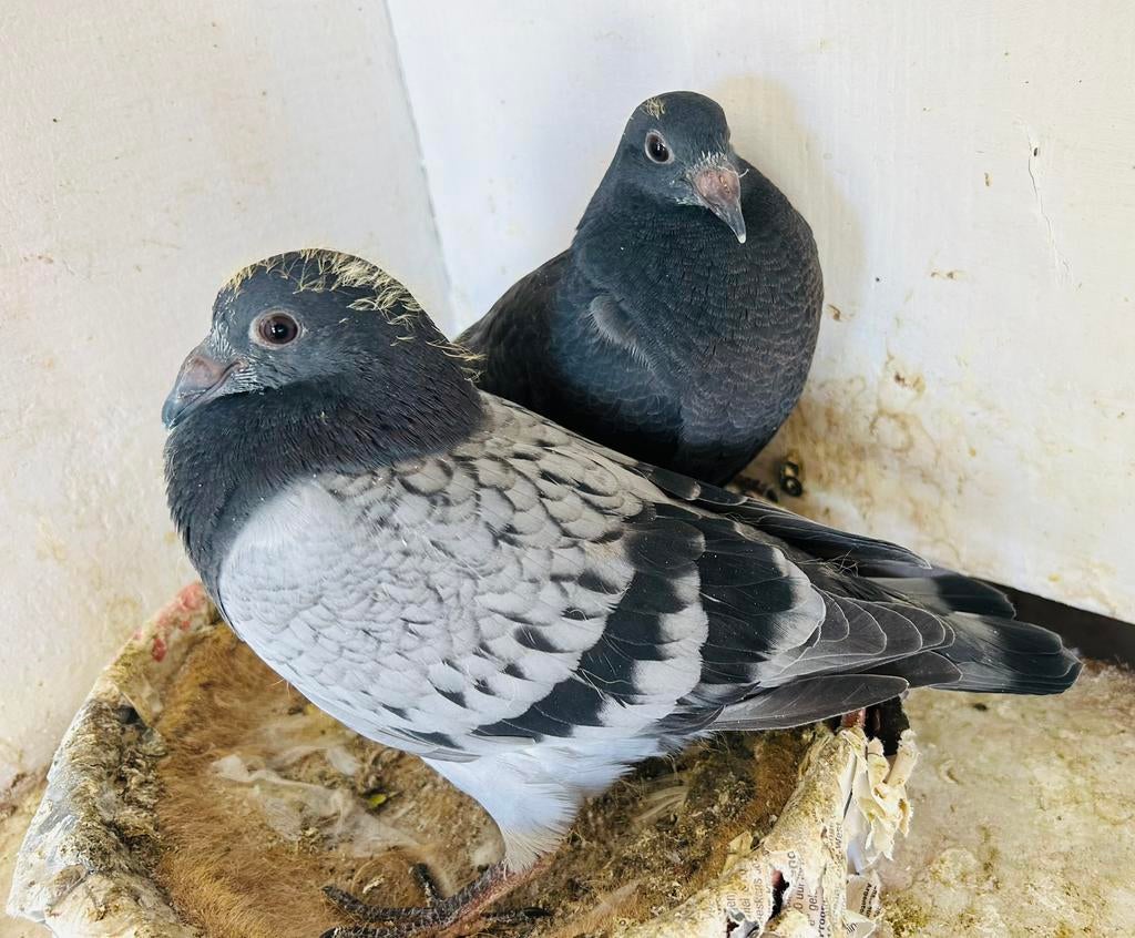 Koppel jonge vd 3de ronde, Dieren en Toebehoren, Meerdere dieren, Postduif