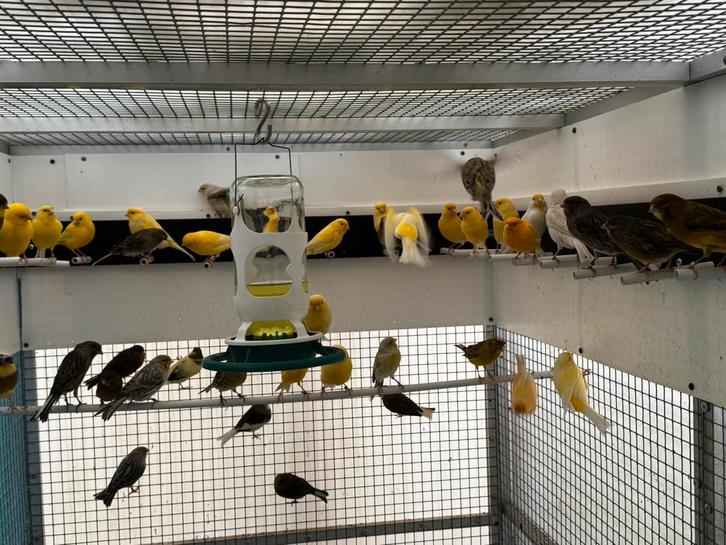 Kanarie koppels., Dieren en Toebehoren, Vogels | Kanaries, Kleurkanarie, Meerdere dieren