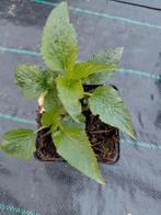 Campanula Elizabeth, Ophalen, Halfschaduw