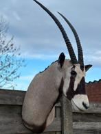 Taxidermie oryx, Enlèvement