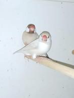 Koppel bruin opaal rijstvogels, Dieren en Toebehoren, Vogels | Overige Vogels, Meerdere dieren, Tropenvogel, Geringd