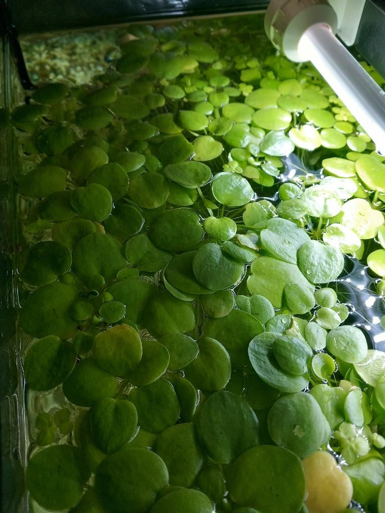 Drijfplant limnobium livaegatum per portie van 4 a 5 planten, Animaux & Accessoires, Poissons | Poissons d'aquarium, Poisson d'eau douce
