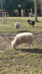 Dwergschapen (ouessant) ooien te koop, Animaux & Accessoires, Moutons, Chèvres & Cochons, Plusieurs animaux, Mouton, 3 à 5 ans