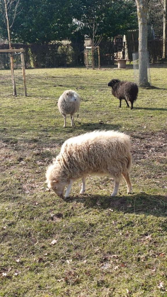 Dwergschapen (ouessant) ooien te koop, Dieren en Toebehoren, Schapen, Geiten en Varkens, Schaap, Meerdere dieren, 3 tot 5 jaar