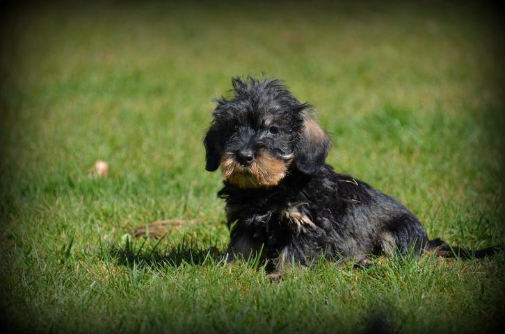 Ruwharige Teckel pups, Dieren en Toebehoren, Honden | Teckels en Dashonden, Meerdere dieren, Ruwhaar, Fokker | Professioneel, Meerdere