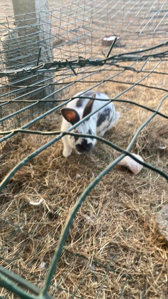 Vlaamse reus, Dieren en Toebehoren, Konijnen