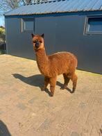 Twee mooie stamboom alpaca merries te koop!, Juni, Meerdere dieren