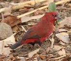Zwartbuikamaranten koppel (Lagonosticta Rara) 2025, Animaux & Accessoires, Oiseaux | Oiseaux Autre, Plusieurs animaux, Oiseau tropical