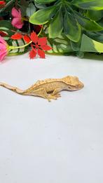 Gecko a crete wimpergekko, Animaux & Accessoires, Reptiles & Amphibiens