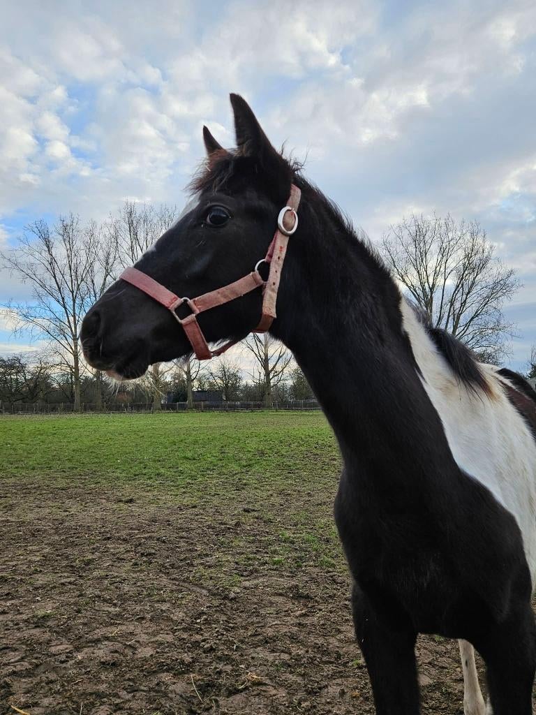 2 knappe merrie veulens, Dieren en Toebehoren, Paarden, Merrie, Gechipt