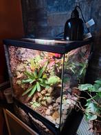 terrarium Dendrobates Complet, Enlèvement, Utilisé, Terrarium ou Paludarium