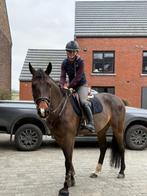 Knappe 9-jarige springmerrie, Dieren en Toebehoren, Paarden