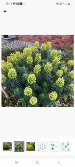 Euphorbia plante extérieure