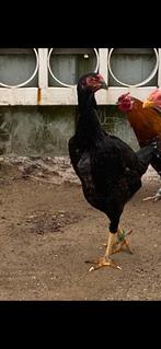 Jonge shamo hen, Dieren en Toebehoren