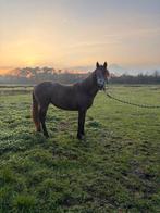 2 jarige connemara merrie, Dieren en Toebehoren, Paarden, Merrie, Minder dan 160 cm, Met stamboom, Niet van toepassing