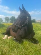 11-jarige BWP ruin, Animaux & Accessoires, Chevaux, 175 cm ou plus, 11 ans ou plus, Hongre, Avec pedigree